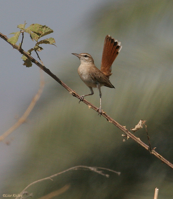 חמריה חלודת  זנב  Rufous Bush Robin                              Cercotrichas galactotes  הבטיחה,יוני 2007.